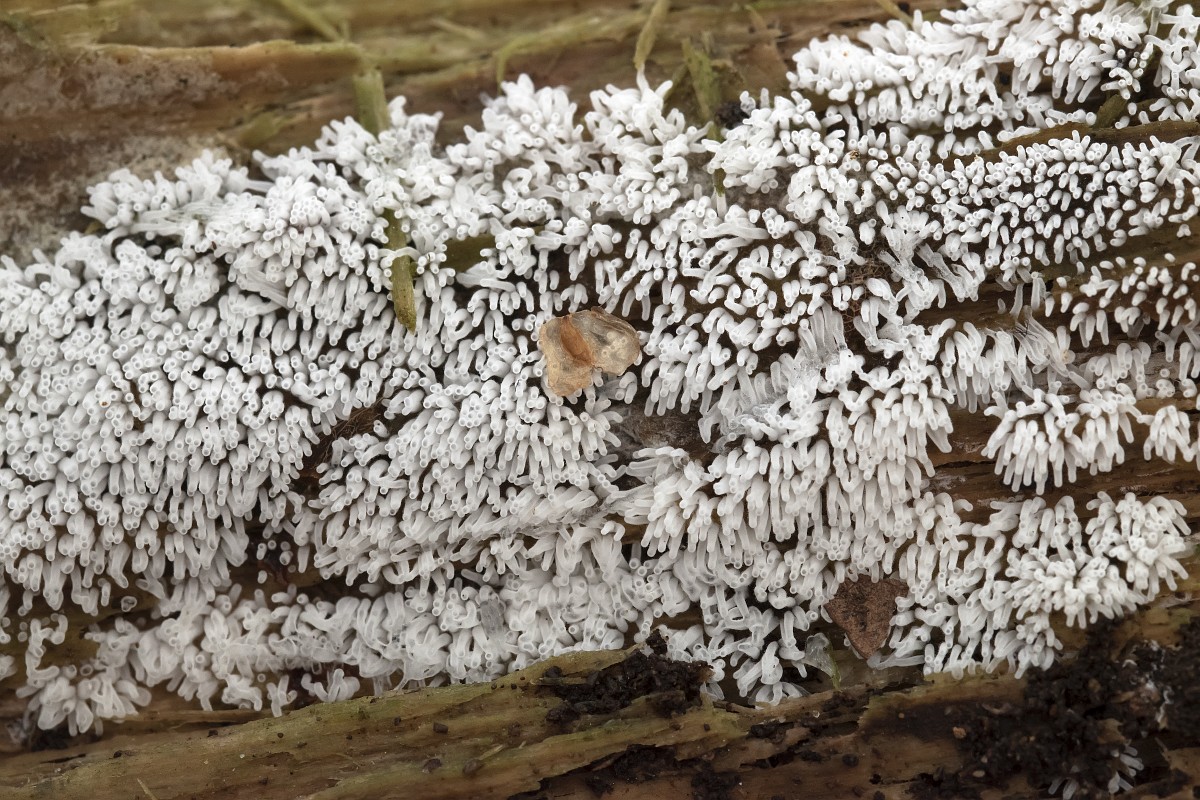 Yuryevaning yalangoch fotosurati Yuryevaning yalangoch fotosurati